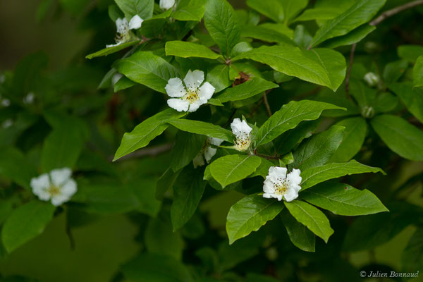 Néflier — Crataegus germanica (L.) Kuntze, 1891, (Parbayse (64), France, le 11/05/2019)