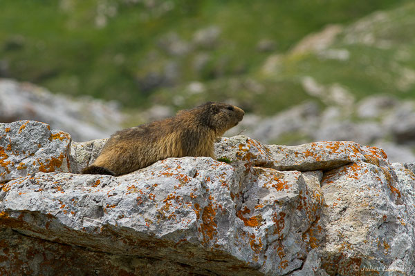 Marmotte des Alpes, Marmotte — Marmotta marmotta (Linnaeus, 1758), (Col du Pourtalet, Laruns (64), France, le 22/06/2019)