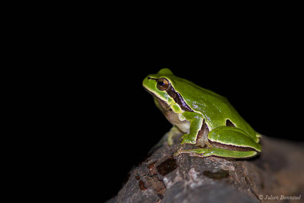 Rainette ibérique – Hyla molleri Bedriaga, 1889, (Tarnos (40), France, le 01/05/2021)