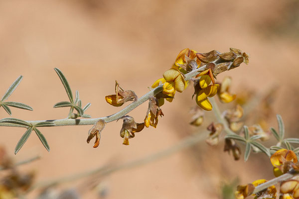 Crotalaria saharae Coss., (Tata (Souss-Massa), Maroc, le 08/02/2023)