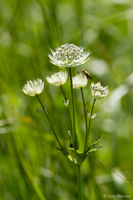 Grande Astrance ou Grande Radiaire (Astrantia major) (Station de ski de Gourette, Eaux Bonnes (65), France, le 30/07/2020)