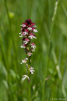 Orchis brûlé — Neotinea ustulata (L.) R.M.Bateman, Pridgeon & M.W.Chase, 1997