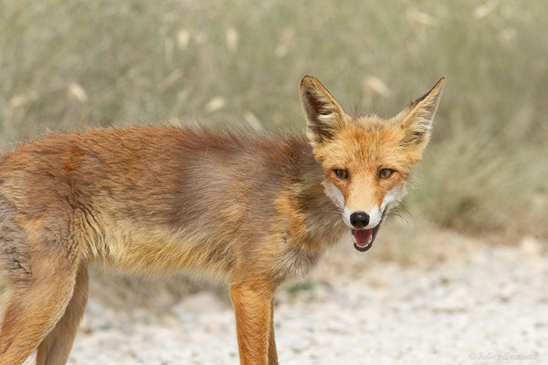 Renard roux — Vulpes vulpes (Linnaeus, 1758), (Parque Natural de las Bardenas, Navarre, Espagne, le 08/06/2022)