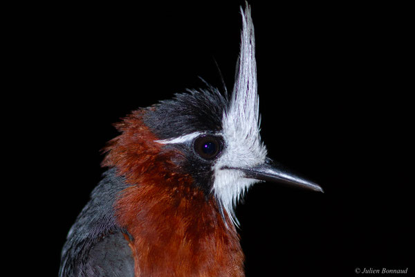 Fourmilier manikup — Pithys albifrons (Linnaeus, 1766), (Concession « Nouvelle Espérance », Apatou, Guyane, le 05/04/2017)