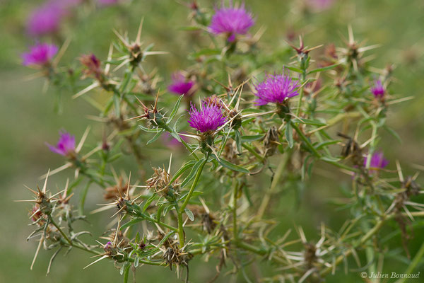 Centaurée chausse-trape — Centaurea calcitrapa L., 1753, (Foret d'Aitone, Évisa (2A), France, le 11/09/2019)