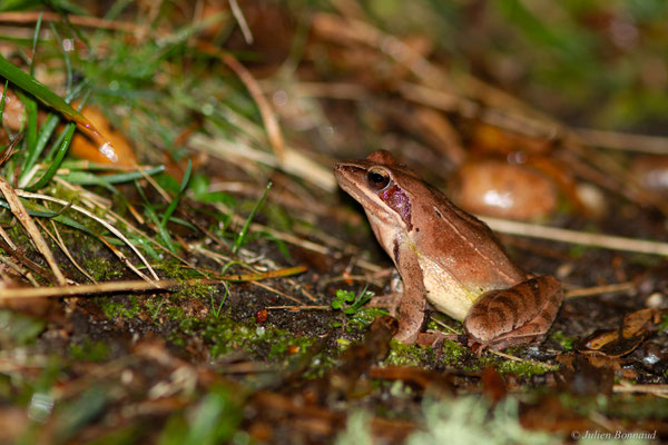Grenouille agile — Rana dalmatina Fitzinger in Bonaparte, 1838