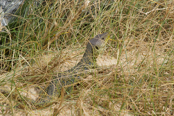 Lézard ocellé — Timon lepidus (Daudin, 1802), (mâle adulte) (Tarnos (64), France, le 13/03/2020)