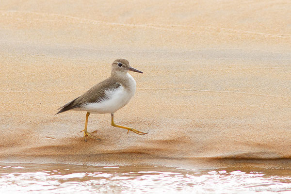 Chevalier grivelé — Actitis macularius (Linnaeus, 1766), (adulte) (Plage des Brésiliens, Remire-Montjoly, Guyane, le 11/03/2017)