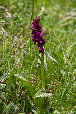 Dactylorhize de mai — Dactylorhiza majalis (Rchb.) P.F.Hunt & Summerh., 1965