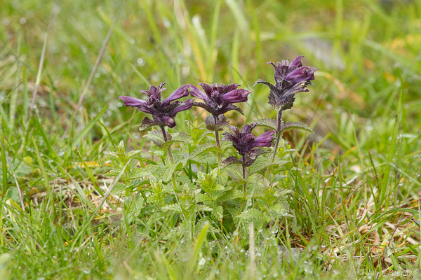 Bartsia des Alpes — Bartsia alpina L., 1753, (Station de ski de Gourette, Eaux Bonnes (65), France, le 15/06/2020)