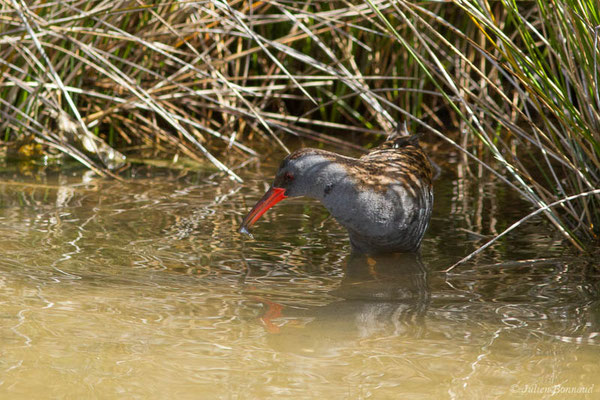 Râle d'eau — Rallus aquaticus Linnaeus, 1758, (réserve ornithologique du Teich (33), France, le 23/05/2021)