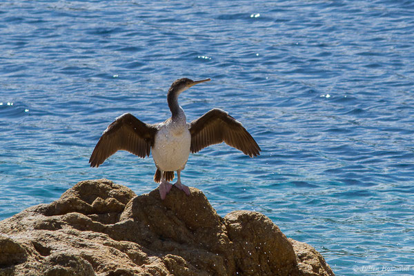 Cormoran huppé — Phalacrocorax aristotelis (Linnaeus, 1761), (L'Île-Rousse (2B), France, le 14/09/2019)