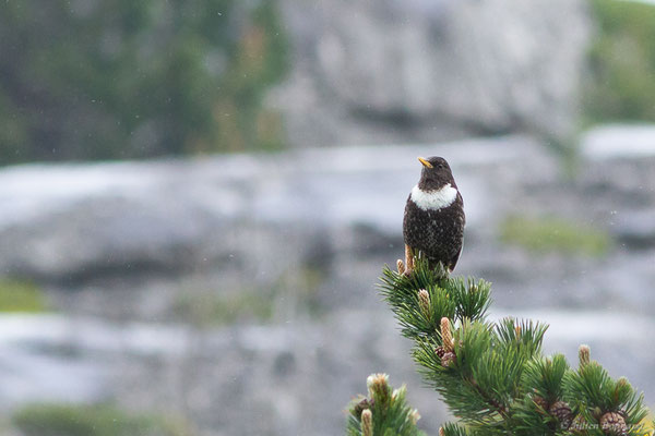 Merle à plastron — Turdus torquatus Linnaeus, 1758, (Station de ski de La Pierre Saint-Martin, Arette (64), France, le 05/05/2023)