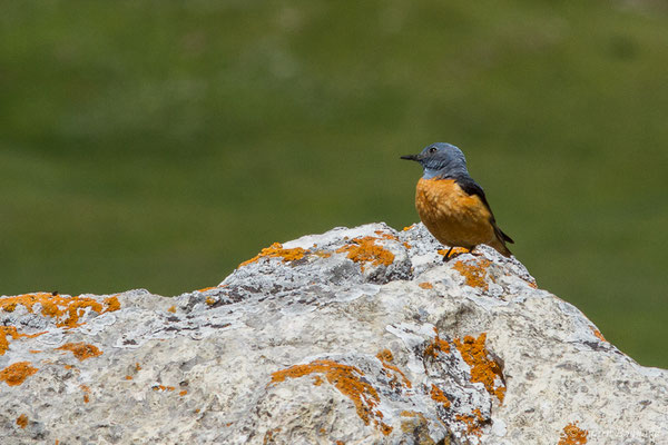 Monticole de roche — Monticola saxatilis (Linnaeus, 1766), (mâle adulte) (Col du Pourtalet, Laruns (64), France, le 22/06/2019)