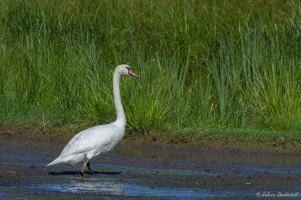 Cygne tuberculé — Cygnus olor (Gmelin, JF, 1789), (adulte) (Anglade (33), France, le 20/06/2018)