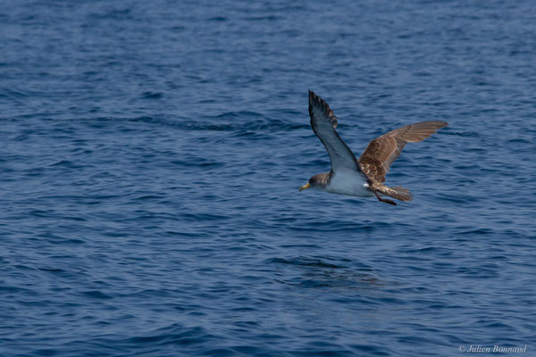 Puffin cendré — Calonectris diomedea (Scopoli, 1769), (Sagres (Vila do Bispo), (Algarve), Portugal, le 31/08/2018)
