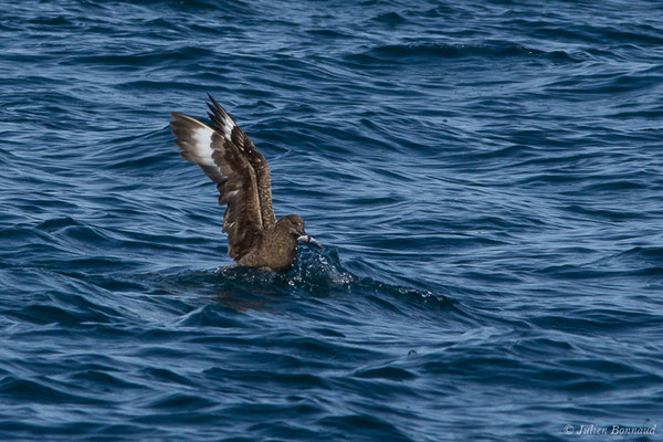 Grand Labbe – Stercorarius skua (Brünnich, 1764), (Saint-Jean-de-Luz (64), France, le 17/10/2020)