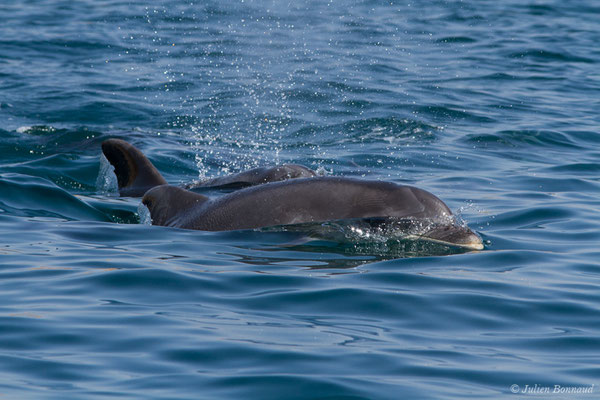 Grand dauphin commun ou Grand Dauphin – Tursiops truncatus (Montagu, 1821), (Sagres (Vila do Bispo), Algarve (Portugal), le 31/08/2018)