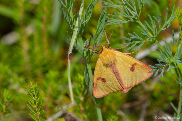 Bordure ensanglantée — Diacrisia sannio (Linnaeus, 1758), (Pihourc, Lieoux (31), France, le 29/05/2019)