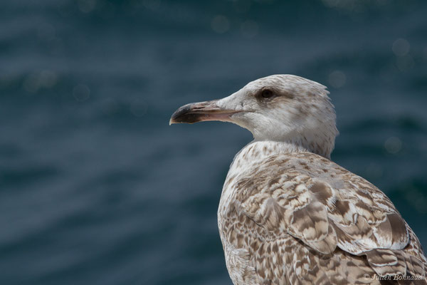 Goéland leucophée — Larus michahellis Naumann, JF, 1840, (Sagres (Vila do Bispo), Algarve (Portugal), le 29/08/2018)