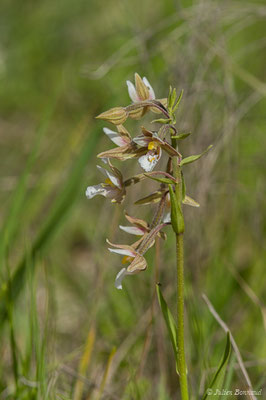 Épipactis des marais — Epipactis palustris (L.) Crantz, 1769
