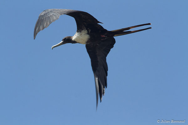 Frégate superbe — Fregata magnificens Mathews, 1914, (Saint-Anne, Guadeloupe, le 15/05/2016)
