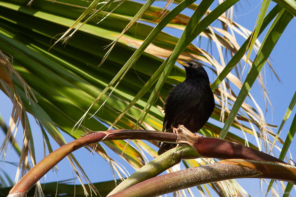 Étourneau sansonnet — Sturnus vulgaris Linnaeus, (Parc Naturel du Delta de l'Ebre (Catalogne), Espagne, le 07/06/2022)