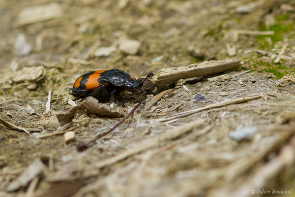 Nécrophore des agarics (Nicrophorus vespilloides) (Accous (64), France, le 21/05/2019)