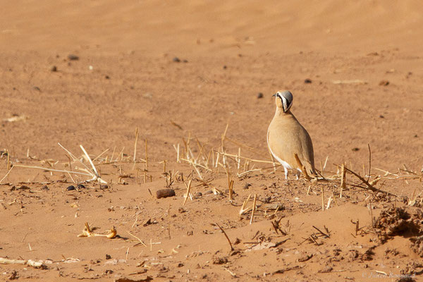 Courvite isabelle — Cursorius cursor (Latham, 1787), (Parc national d'Iriqui (Souss-Massa-Draâ, Guelmim-Es Semara), Maroc, le 12/02/2023)