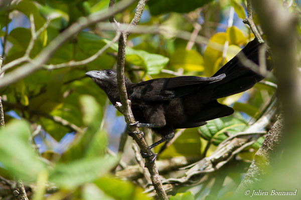 Ani à bec lisse – Crotophaga ani Linnaeus, 1758, (juvénile) (Matiti, Guyane, le 02/08/2016)