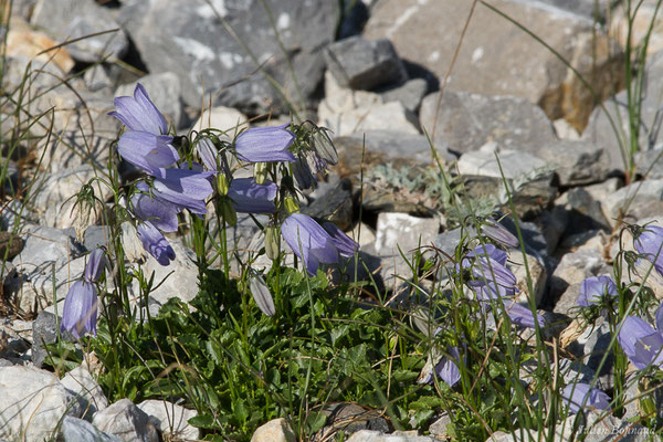 Campanule à feuilles de cochléaire ou Campanule à feuilles de Raifort — Campanula cochleariifolia Lam., 1785, (Station de ski de Gourette, Eaux Bonnes (65), France, le 29/07/2020)