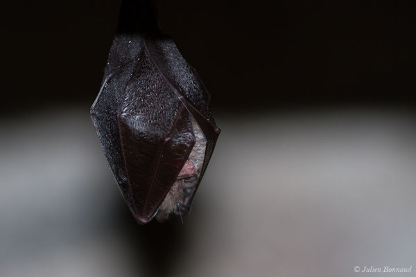 Petit rhinolophe – Rhinolophus hipposideros (Borkhausen, 1797), (Fort du Portalet, Etsaut (64), France, le 16/04/2021)