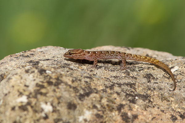 Saurodactyle à bandes — Saurodactylus fasciatus Werner, 1931, (Site archéologique de Volubilis, Fertassa (Fès-Meknès), Maroc, le 22/02/2023)