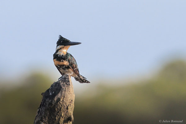 Martin-pêcheur vert — Chloroceryle americana (Gmelin, 1788), (Port de Dégrad des Cannes, Remire-Montjoly, Guyane, le 19/11/2015)