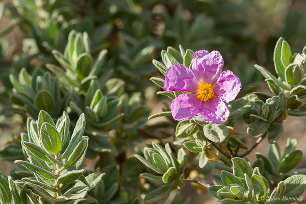 Ciste cotonneux — Cistus albidus L., 1753, (Notre-Dame du Mai, Six-Fours-les-Plages (83), France, le 02/02/2021)