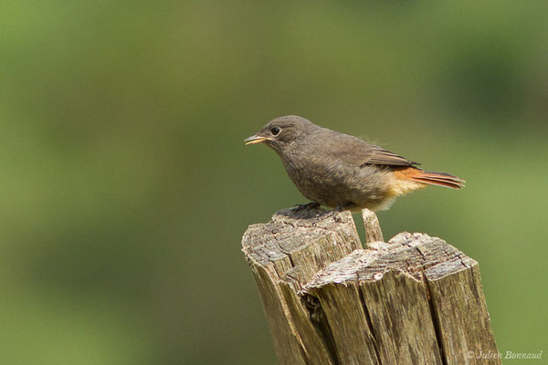 Rougequeue noir — Phoenicurus ochruros (Gmelin, SG, 1774), (juvéniles) (Parbayse (64), France, le 22/05/2020)