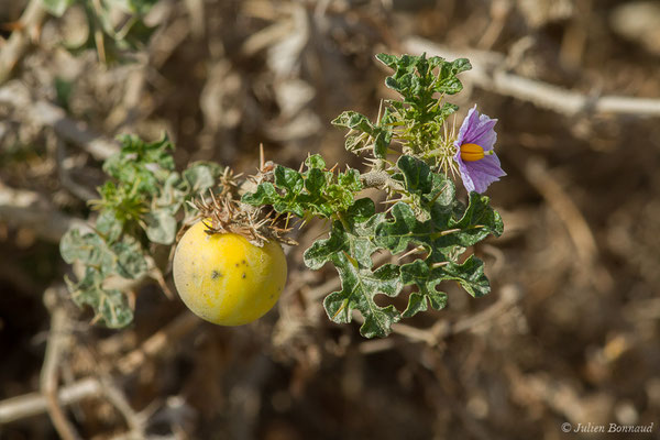 Morelle de Linné (Solanum linnaeanum) (Tarifa (Andalousie), le 03/08/2020)