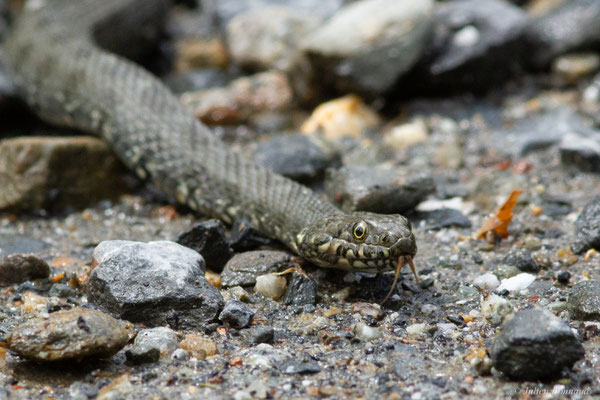 Couleuvre vipérine — Natrix maura (Linnaeus, 1758), (Bagnères-de-Luchon (31), France, le 16/05/2024)