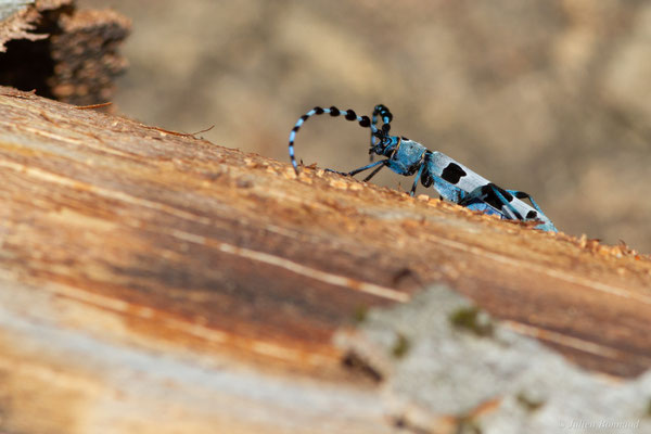 Rosalie des Alpes — Rosalia alpina (Linnaeus, 1758), (Bedous (64), France, le 03/08/2025)