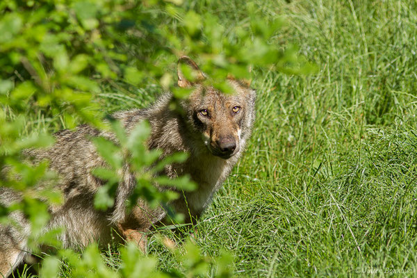 Loup gris — Canis lupus Linnaeus, 1758, (adulte), (Zoodycée, Chizé (79), France, le 12/06/2021)