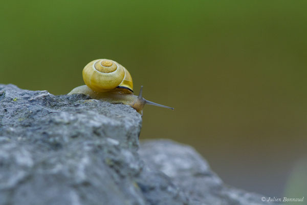 Escargot des haies — Cepaea nemoralis (Linnaeus, 1758)
