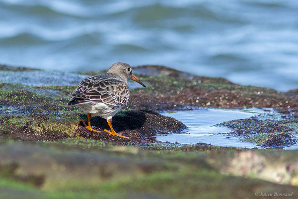 Bécasseau violet — Calidris maritima (Brünnich, 1764), (Tarnos (64), France, le 12/11/2022)