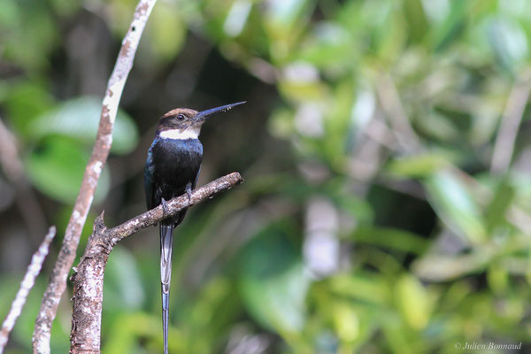 Jacamar à longue queue — Galbula dea (Linnaeus, 1758), (Montagne des Gouffres, Régina, Guyane, le 21/11/2015)
