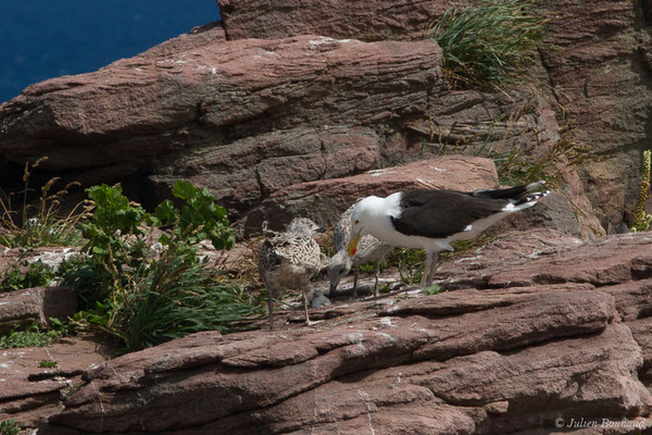 Goéland marin — Larus marinus Linnaeus, 1758, (Cap Fréhel, Plévenon (22), France, le 06/07/2021)
