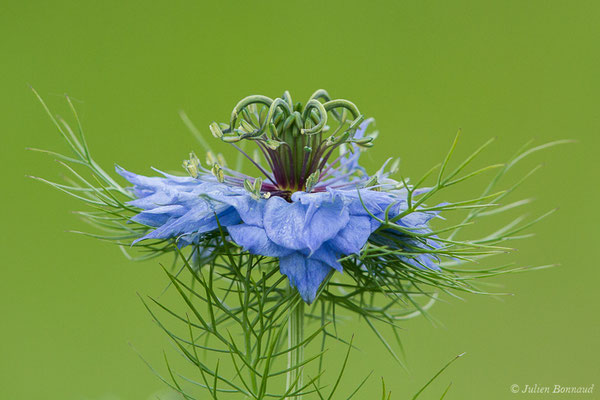Nigelle de Damas, Herbe de Capucin — Nigella damascena L., 1753