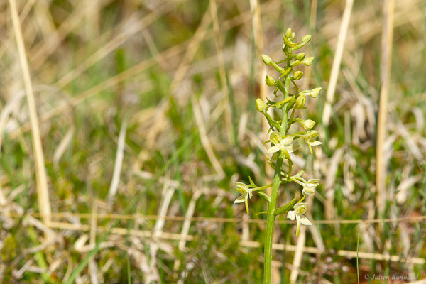 Platanthère à deux feuilles — Platanthera bifolia (L.) Rich., 1817