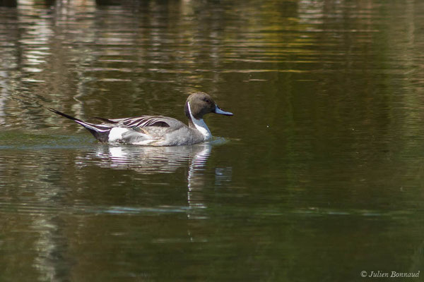 Canard pilet — Anas acuta Linnaeus, 1758