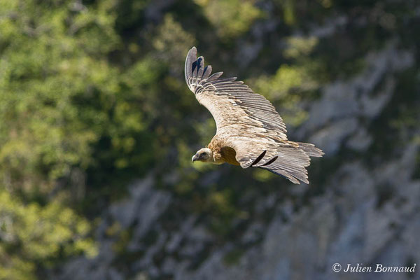 Vautour fauve — Gyps fulvus (Hablizl, 1783), (Etsaut (64), France, le 23/04/2021)
