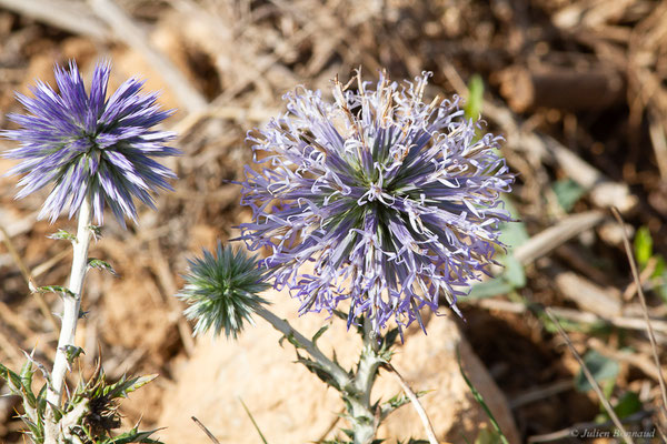 Chardon bleu — Echinops ritro L., 1753, (Pyrénées orientales (66), France, le 12/07/2023)