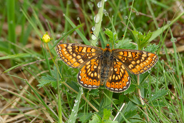 Damier de la succise ou Damier des marais — Euphydryas aurinia (Rottemburg, 1775), (Mont-de-Marsan (40), France, le 26/04/2023)